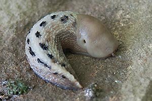 Fylingthorpe Slug