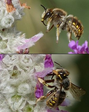 Wool Carder Bee