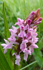 Early Marsh Orchid spike