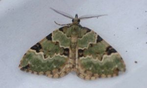 Green Carpet Moth