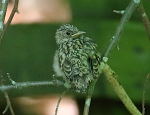 Flycatcher chick
