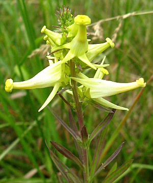 Unusual form of Toadflax