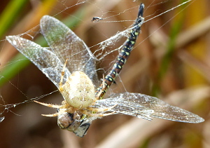 Dragonfly and spider