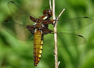 Dragonfly - Broad-bodied Chaser