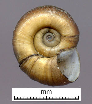 Great Ramshorn Snail