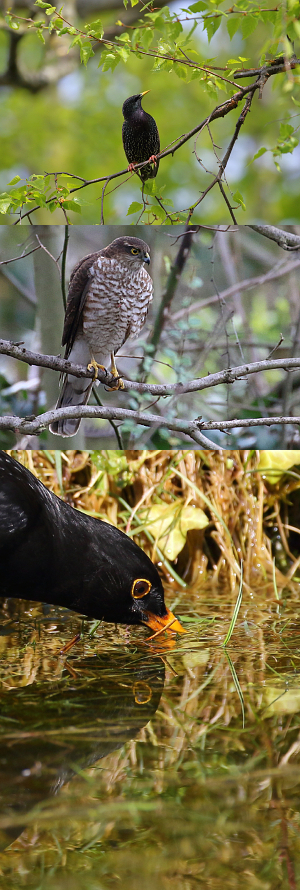 Garden birds