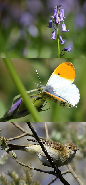 Bluebells, Orange-tip and Chiffchaff