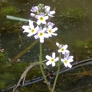 Water-violet flowers