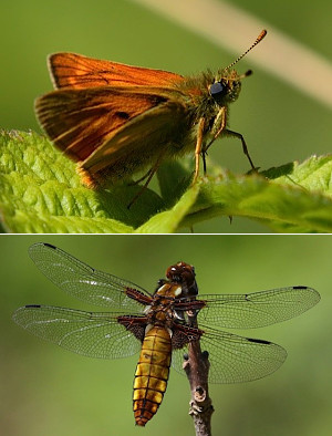 Large Skipper and Broad-bodied Cahser