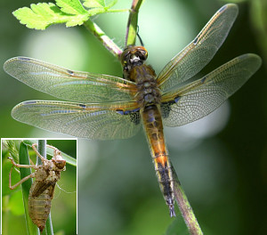 Four=spotted Chaser
