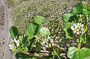 Danish Scurvygrass