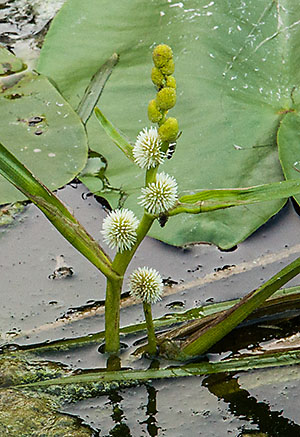 Unbranched Bur-reed
