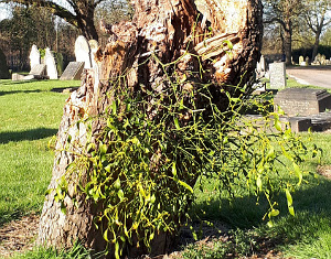 Mistletoe on tree stump
