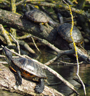 Red-eared Terrapins