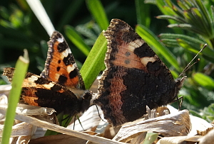 Pair of butterflies