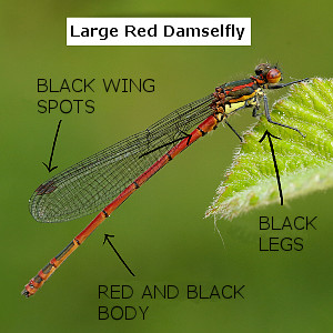 Large Red Damselfly