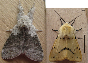 Pale Tussock and Buff Ermine moths