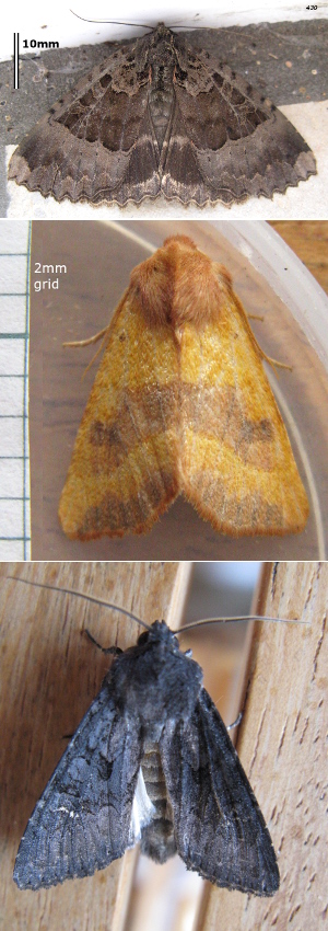 Three moth pictures