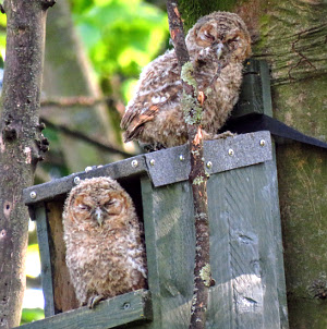 Young Tawny Owls