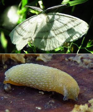 Moth and slug pictures