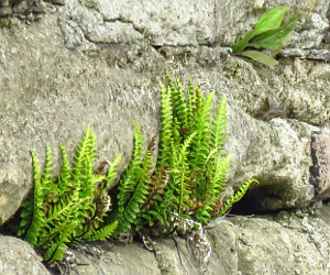 Fern growing on sea wall