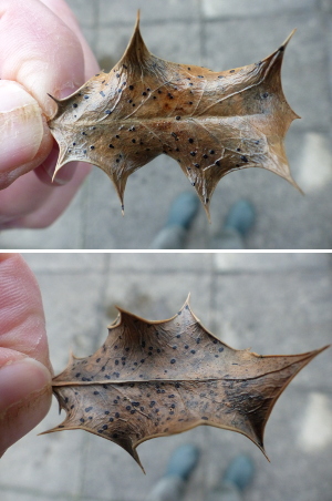 Holly leaf with fungi