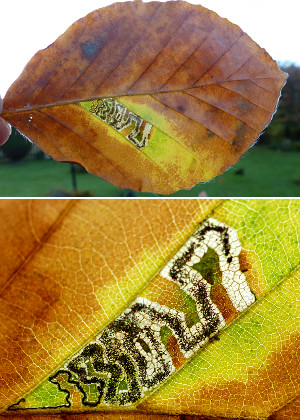 Beech leaf with insect mine