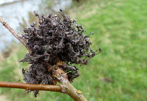 Witches Broom gall on Willow