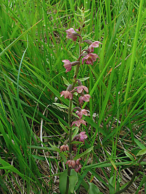 Broad-leaved Helleborine
