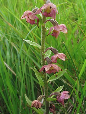 Broad-leaved Helleborine