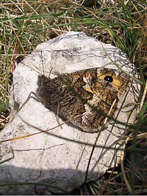 Grayling