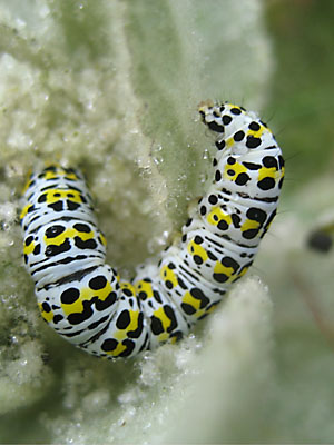 Mullein Moth caterpillar