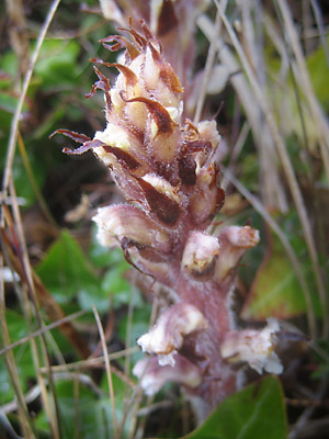 Ivy Broomrape