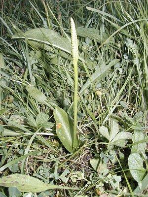 Adder's Tongue