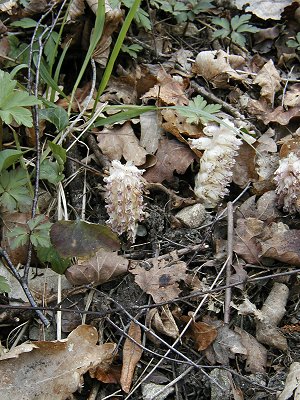 Toothwort