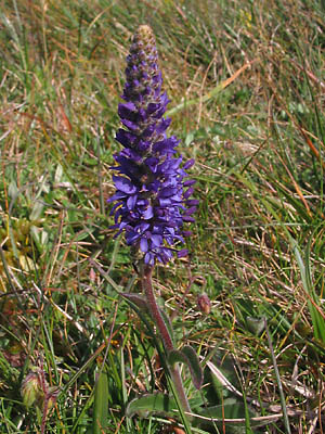 Spiked Speedwell