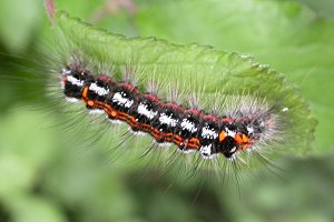 Yellow-tailed moth larva