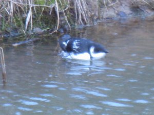 Little Auk