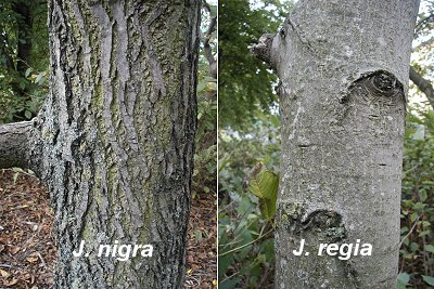 Walnut trunks