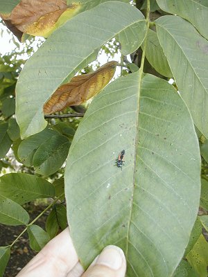 Walnut leaf with ladybird larva