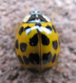 Harlequin Ladybird