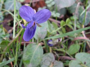 Sweet violet