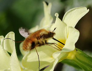 Beefly