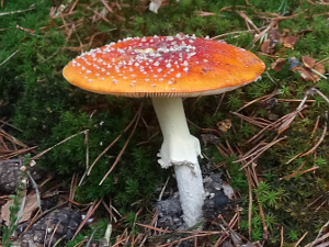 Fly Agaric fungus