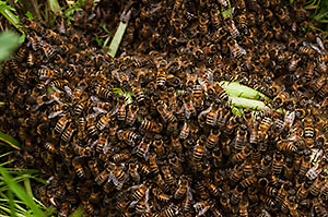 Bee swarm