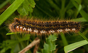 Caterpillar