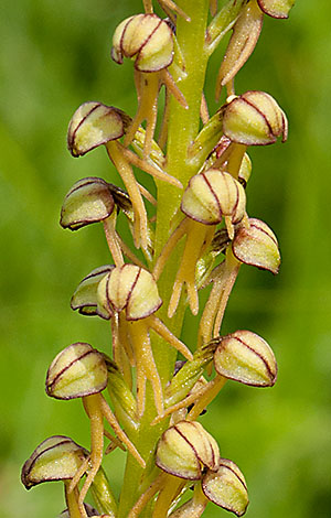 Man Orchid