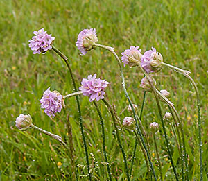 Armeria maritima subsp. elongata