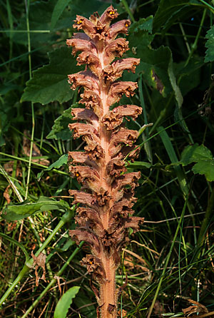 Orobanche elatior