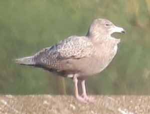 Glaucus Gull